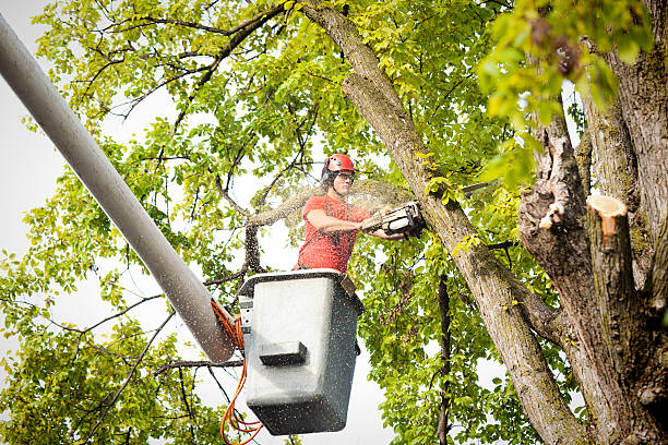 Reliable Northfield, KY Tree Services Solutions