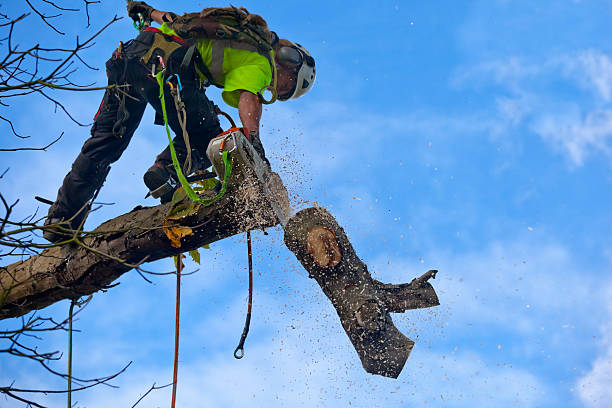 How Our Tree Care Process Works  in  Northfield, KY